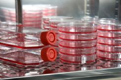 Cell & Tissue Culture